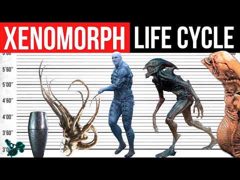 Xenomorph, Neomorph, Deacon Life Cycle | Evolution