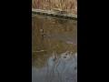 Cormorant Eats Eel