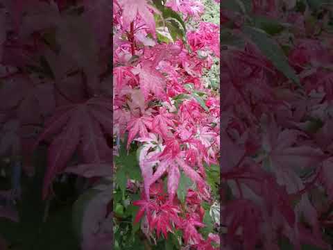 ディプラデニアはなぜ葉を失うのですか？花の手入れに関する重要なヒント + ビデオチュートリアル  庭園