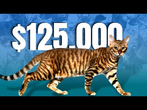 MOST EXPENSIVE Cat Video. CHECK THIS OUT!  What makes the Ashera so special? All about this breed.