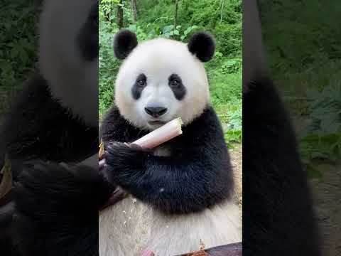 Panda ASMR: The Crunchiest Bamboo Ever! #animals #cute #panda #asmr