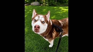 Video preview image #1 Mutt Puppy For Sale in Shelburne, VT, USA