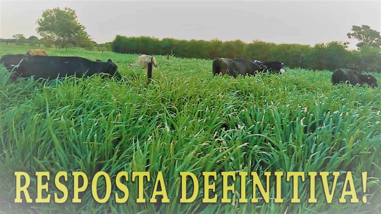 TAMANHO DE PIQUETE?? vs QUANTAS VACAS POR PIQUETE??