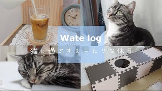 【vlog】猫と過ごすまったりな休日 わてろぐ 足長マンチカン まる Munchkin cat