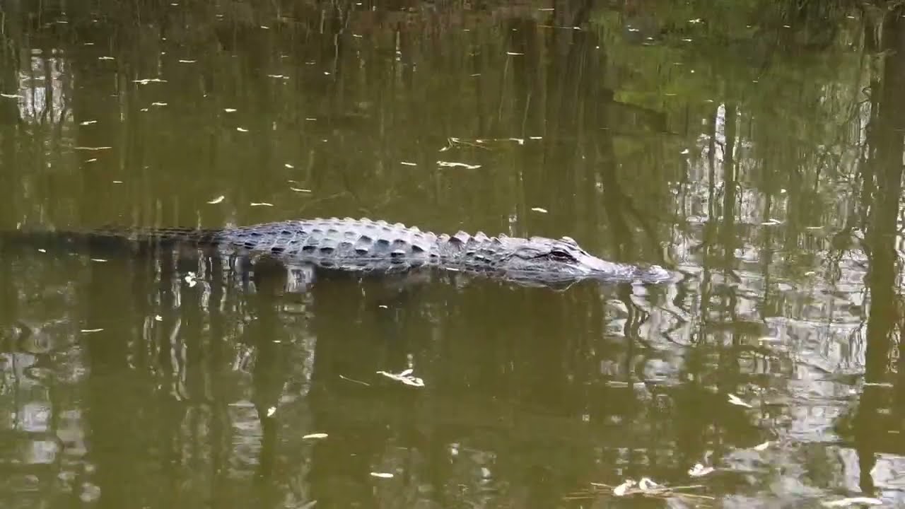 GATOR 2024 1