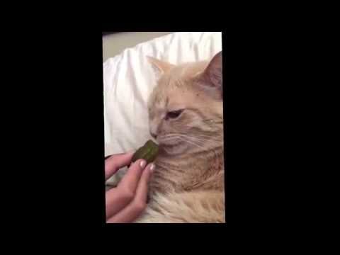 Cat eating a pickle - YouTube