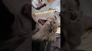 #ソフトバンクホークス#今日のにゃんそう#鷹ガール #鷹ニャンニャ