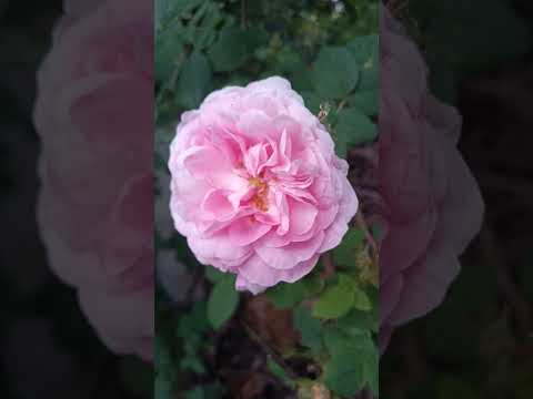 #Maryrose  #Shorts   #Clematis