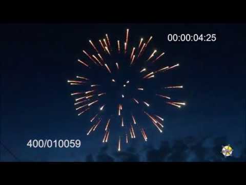 100mm shell navy lemon peony C401/02255