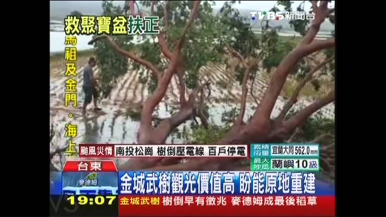動員救金城武樹 盡復舊貌需一年