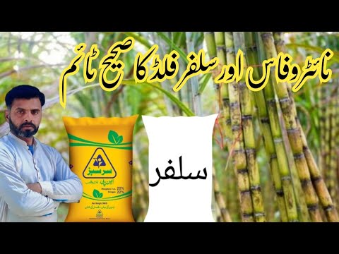 Nitrophos Aur Sulphur Flood Ka Saheh Time | Farming Expert 786
