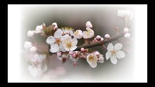 朝・昼・夕の表情：スモモの花