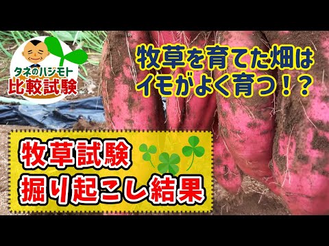 晩生緑肥としてのエンドウ豆 トピックス