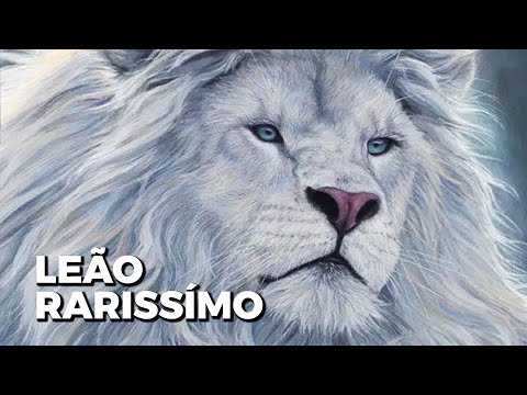 White Lion, One of the RAREST Lions in the World