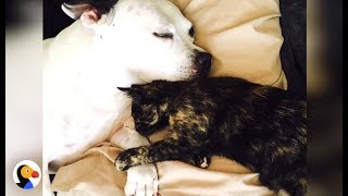Abandoned Pit Bull Puppy, Feral Kitten FALL IN LOVE | The Dodo