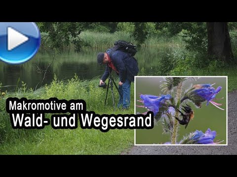 Makrofotografie am Wald- und Wegesrand!