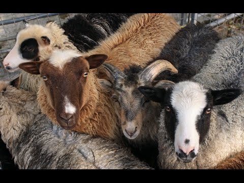 John 10:16 Who are the other sheep?-JAMES JACOB PRASCH-LIVE FROM ENGLAND