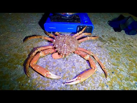 Giant Foraged Spider Crab Cooked on the Beach at 2AM - Coastal Foraging Summer Spider Crab Season