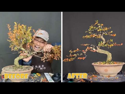 Admire the wonderfully beautiful bonsai trees - Unique bonsai pruning technique # 10