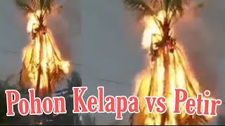 Download lagu Pohon Kelapa disambar Petir, ini penyebabnya mp3