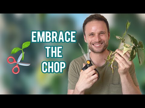 MULTIPLYING PLANTS - propagating aroids - Monstera, Philodendron, Alocasia, Syngonium etc.