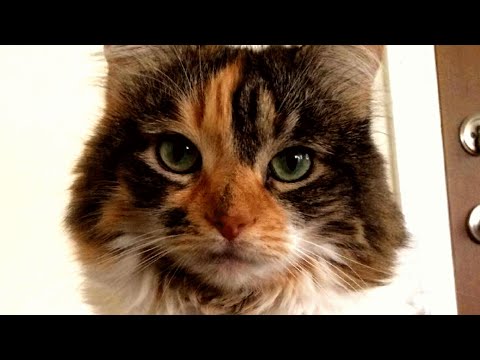 YouTube video about: Which word was supposed to be cat?