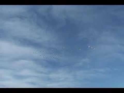 P-51 formation at the Gathering of Mustangs
