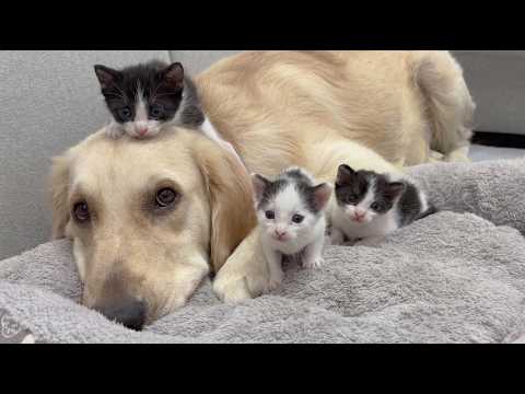 YouTube 썸네일
