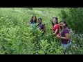 SciGirls 304 Butterfly Diaries