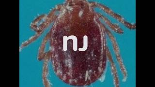 East Asian tick is now confirmed in second N.J. county