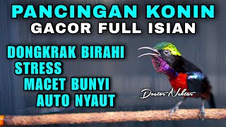 Download lagu PANCINGAN KONIN GACOR ANTI STRES, MACET BUNYI, DONGKRAK BIRAHI COCOK BUAT KOLIBRI NINJA BAHAN mp3