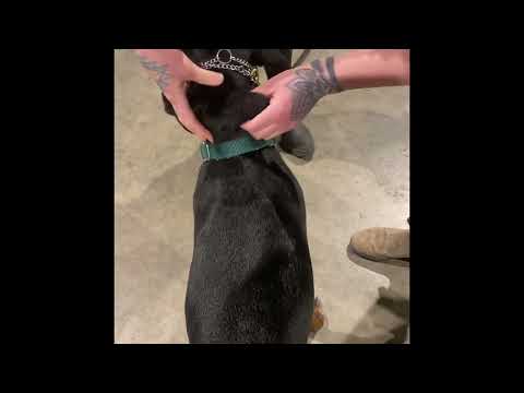 Videos from Flash Dog Training Broomfield Colorado