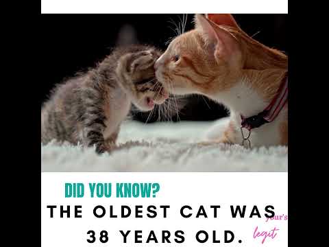 Carly is the oldest cat in the world.