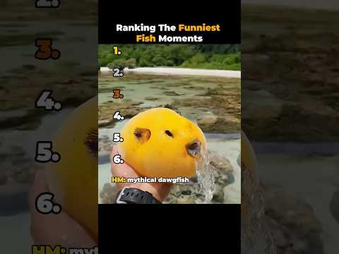Classement des moments les plus drôles concernant les poissons