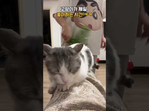 고양이가 제일 좋아하는 시간 ㅋㅋ #동물  #funny