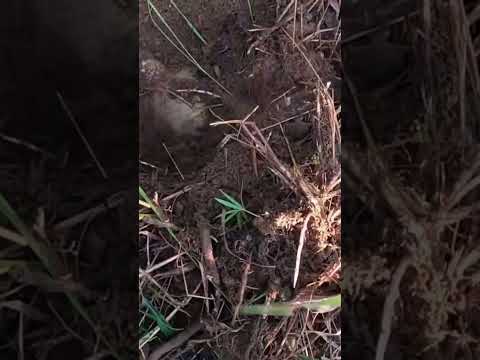 They found real treasure