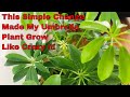 Umbrella Plant Care | Schefflera Care | Tips N Tricks | Indoor Gardening | Bubbles of Green