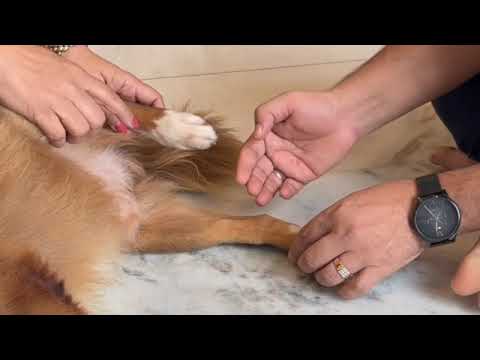 #Kidney (KD) Meridian in Canine Acupressure ,#Dog #Acupuncture - Dr HEMANT SHARMA +918160088512
