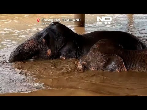 Elephants fall victim to flooding in Thailand