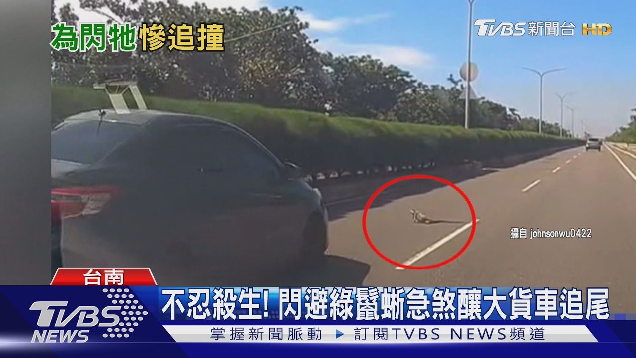 影音／不忍殺生！　駕駛為閃綠鬣蜥急煞　後方大貨車高速追尾