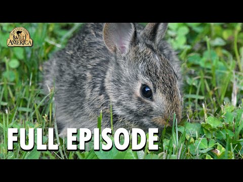 Wild America | S10 E3 'Cottontails and Kin' | Full Episode | FANGS