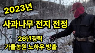 사과나무 전지 전정 가지치기 하는방법 괴산 가을농원 2023년[사과재배방법]