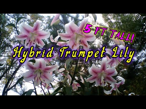 Trumpet Lily, 5ft tall!
