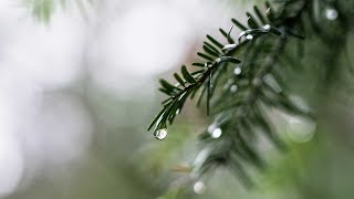 Johnny Rivers - Summer Rain   [HD]