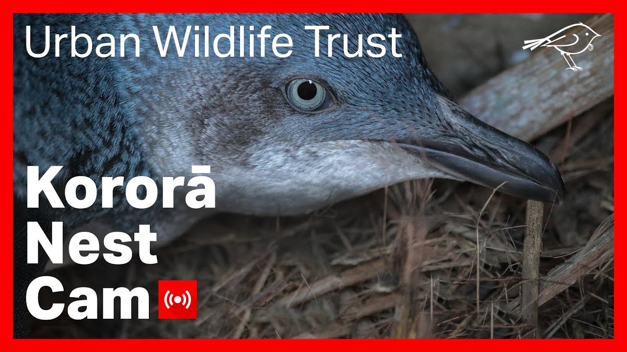 Live webcam view of Kororā Penguin Nest Box Interior