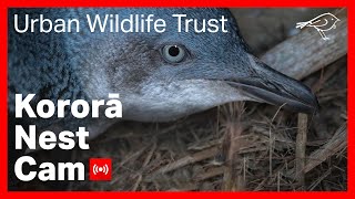 Kororā Little Blue Penguin Nest NIWA live webcam