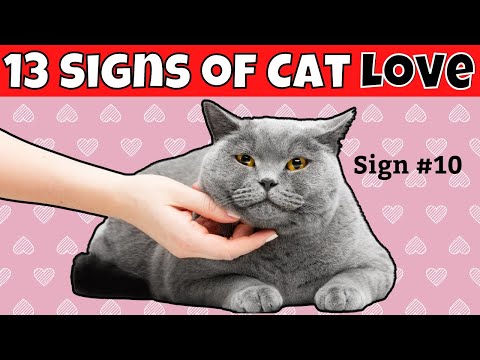 13 Signs Your Cat LOVES You
