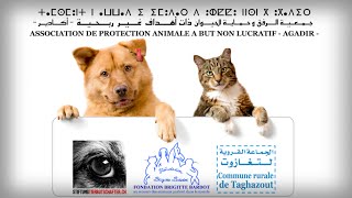 preview picture of video 'Grande campagne de stérilisation et de vaccination des chiens et chats errants de Taghazout'