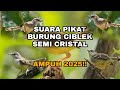 SUARA PIKAT BURUNG CIBLEK SEMI KRISTAL AMPUH 2025