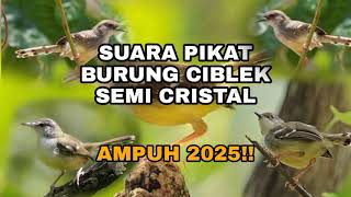 Download lagu SUARA PIKAT BURUNG CIBLEK SEMI KRISTAL AMPUH 2025🐦 mp3
